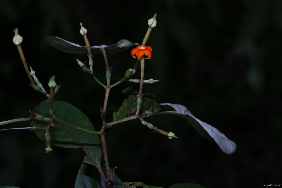 Mussaenda samana Jayaw.